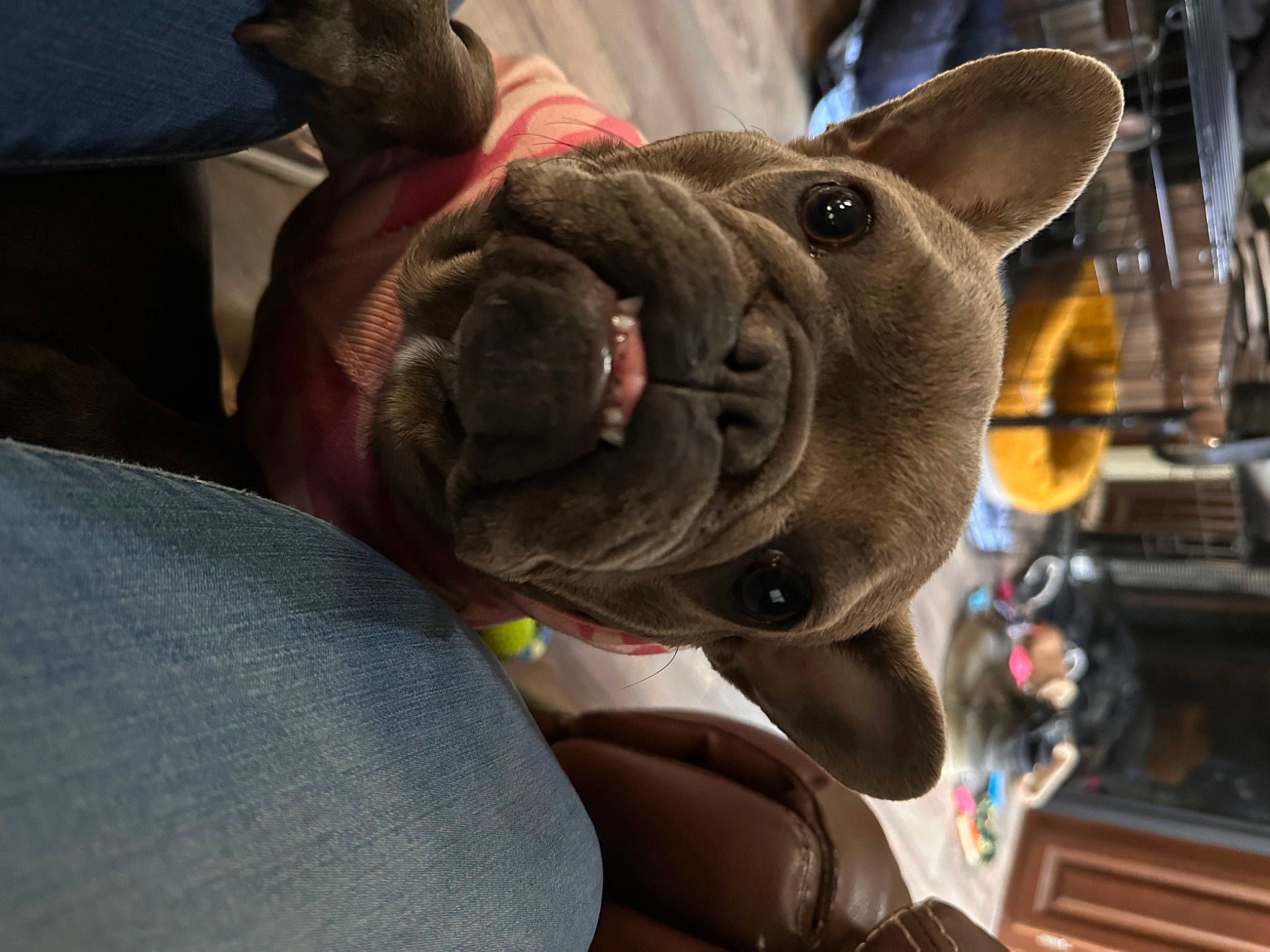 Penny joined the competition — help win amazing prizes! canidae, carnivore, collar, comfort, companion_dog, dog, dog_breed, dog_collar, ear, fawn, felidae, fur, selfie, snout, sporting_group, stuffed_toy, toy, whiskers, working_animal, wrinkle