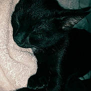Rasta a rejoint le concours — aidez-le/la à gagner de superbes lots ! cat, black_cat, sleeping, cozy, blanket, furry, pet, animal, resting, cute, ears, fur, indoor, comfort, relaxation, closeup, soft, nap, peaceful, domestic_cat