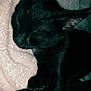 cat, black_cat, sleeping, cozy, blanket, furry, pet, animal, resting, cute, ears, fur, indoor, comfort, relaxation, closeup, soft, nap, peaceful, domestic_cat