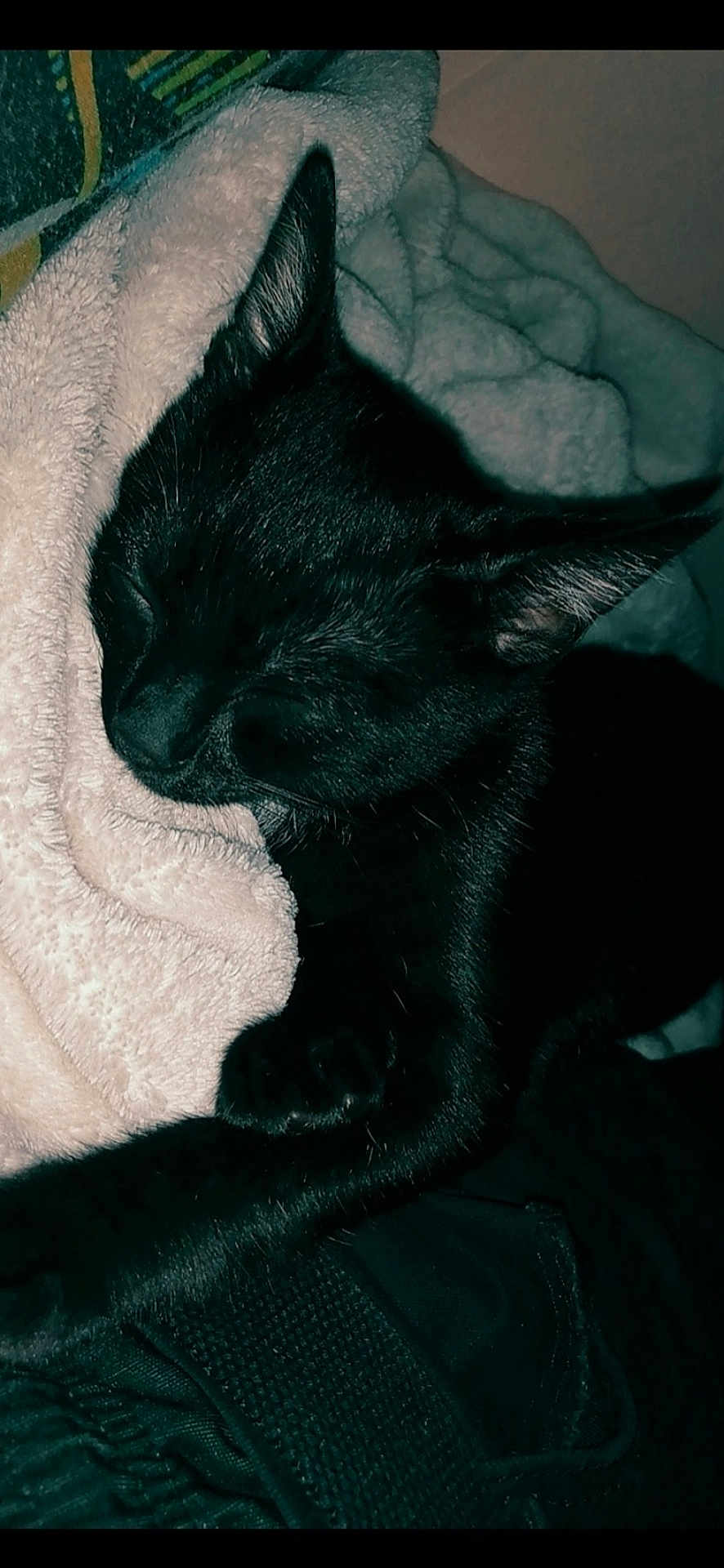 Rasta a rejoint le concours — aidez-le/la à gagner de superbes lots ! cat, black_cat, sleeping, cozy, blanket, furry, pet, animal, resting, cute, ears, fur, indoor, comfort, relaxation, closeup, soft, nap, peaceful, domestic_cat