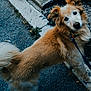 dog, canine, leash, outdoor, pavement, curb, greenery, fur, pet, animal, sidewalk, walking, collar, path, tail, ears, face, nature, daylight, curious