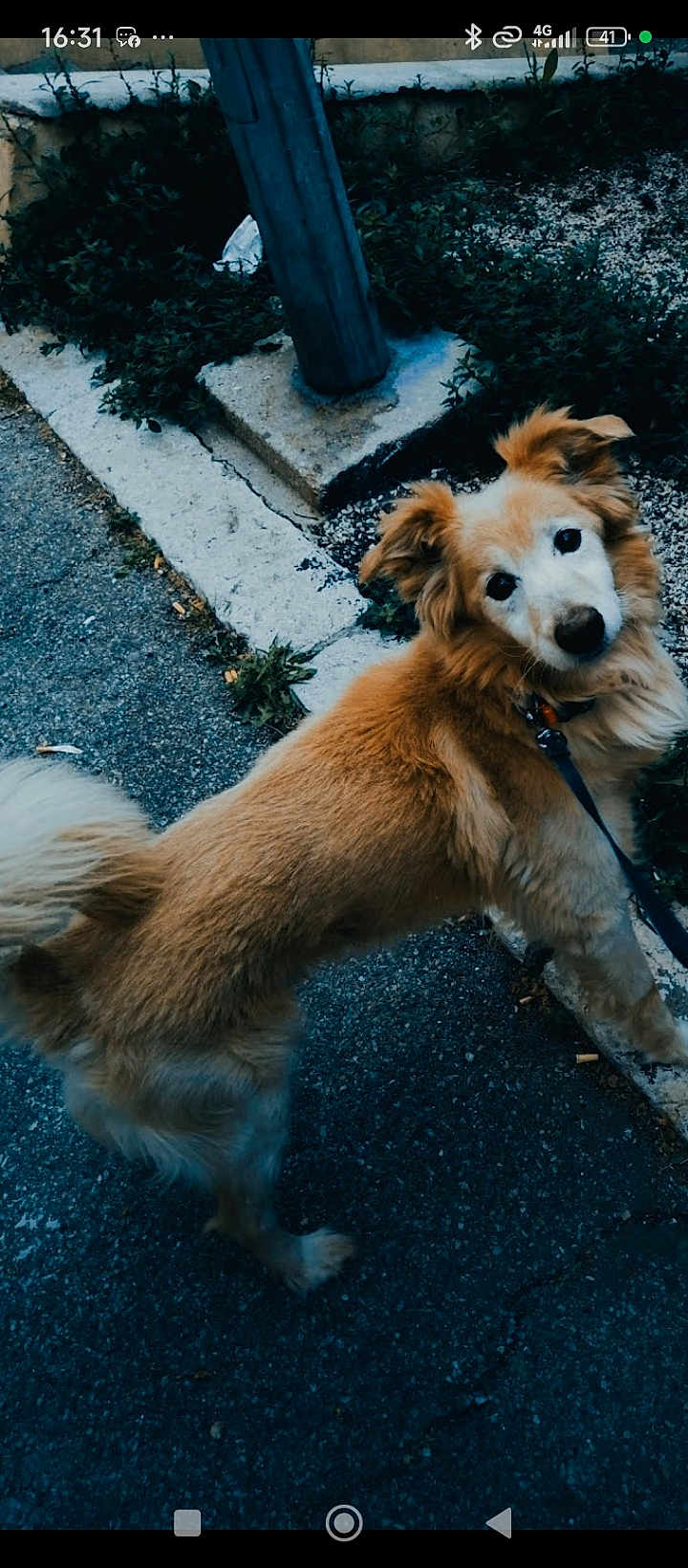 Enzo