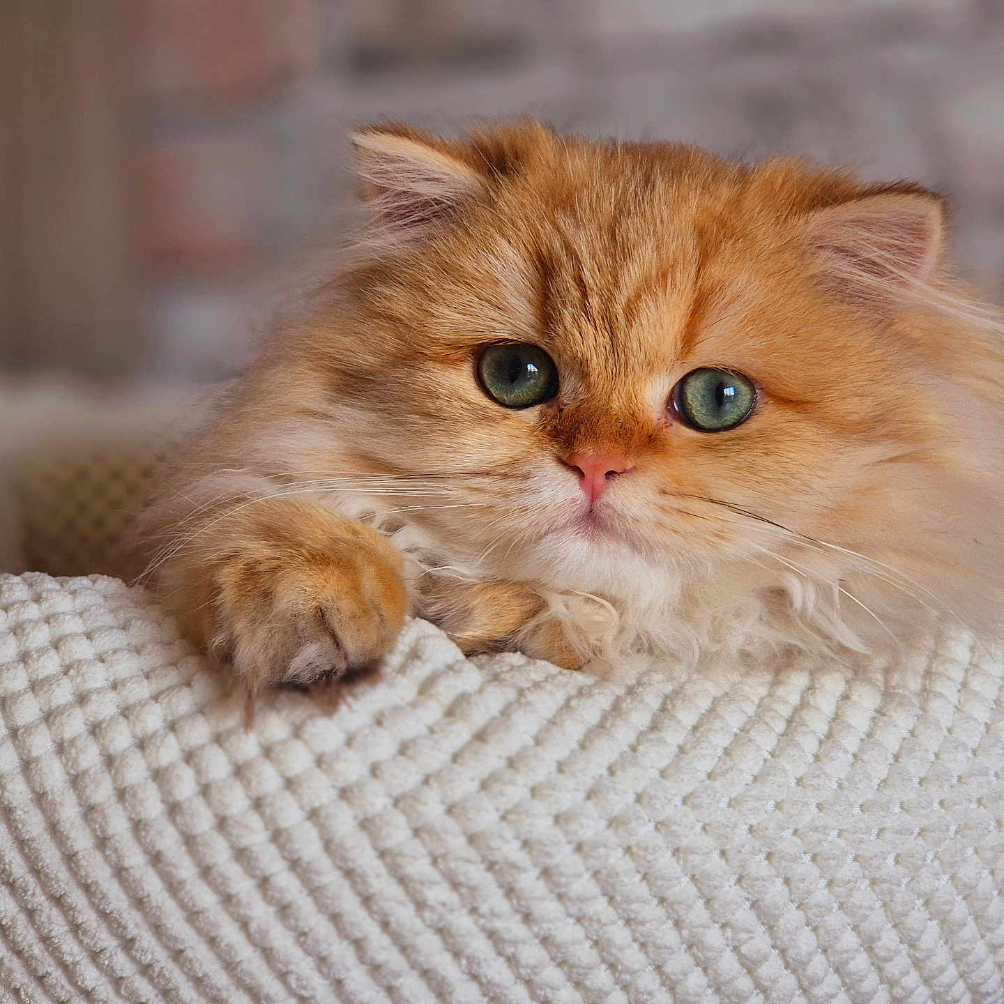 Zelphira a rejoint le concours — aidez-le/la à gagner de superbes lots ! abyssinian, angora, animal, basket, blanket, cat, couch, furniture, hardwood, kitten, manx, pet, siamese, wood