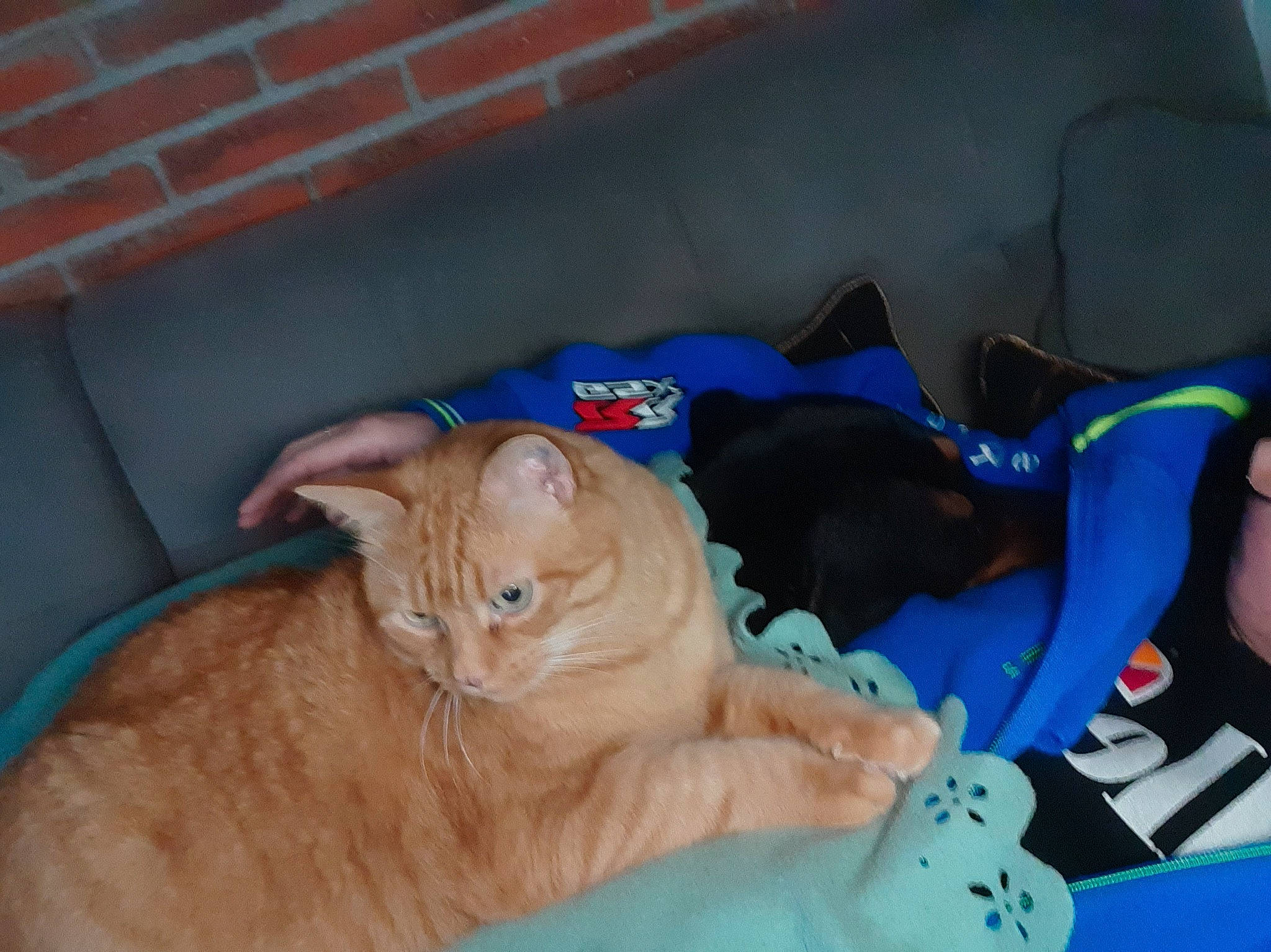 Darius a rejoint le concours — aidez-le/la à gagner de superbes lots ! bed, canidae, carnivore, cat, comfort, companion_dog, dog_breed, domestic_short_haired_cat, electric_blue, fawn, felidae, fur, nap, orange, paw, small_to_medium_sized_cats, sporting_group, tail, whiskers, wood