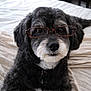 animal, bed, black_and_white, closeup, collar, cozy, cute, dog, domestic_animal, face, fur, glasses, indoors, laying, looking_at_camera, mammal, pet, portrait, resting, whiskers