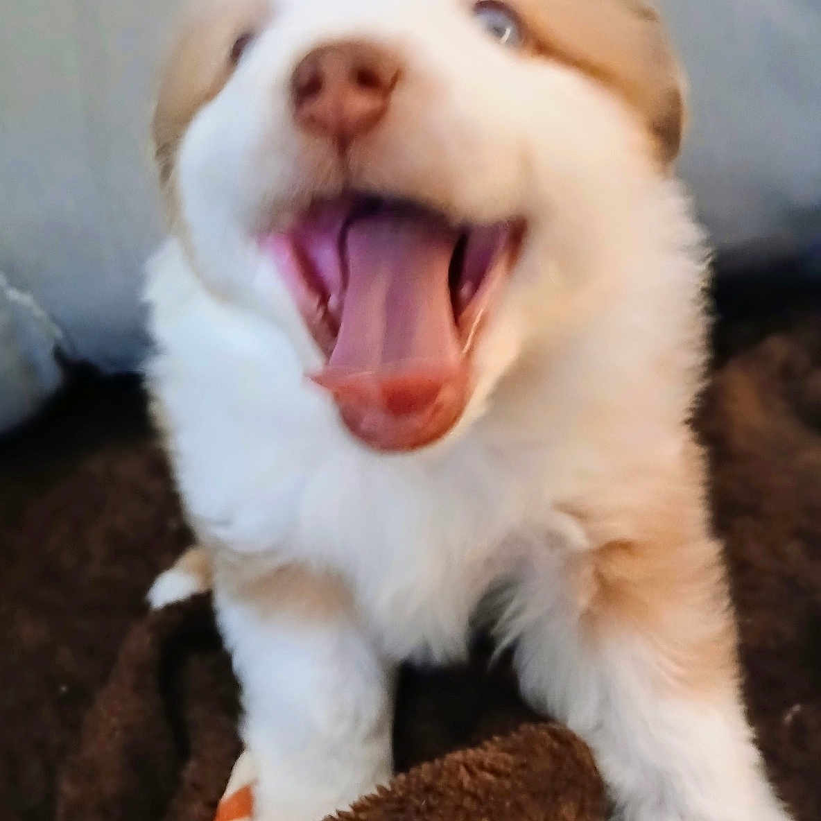 Rip joined the competition — help win amazing prizes! puppy, dog, yawning, fluffy, white_fur, brown_patches, pet, animal, close_up, portrait, sitting, open_mouth, pink_tongue, nose, eyes, blanket, couch, indoors, cute, sleepy