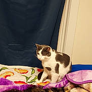 Bootsie is registered to the contest to win money with this photo: cat, white_cat, gray_cat, blanket, floral_pattern, bedroom, curtain, indoor, feline, pet, cozy, resting, animal, fur, looking, cute, domestic_animal, comfort, soft_texture, curious