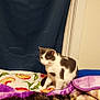 cat, white_cat, gray_cat, blanket, floral_pattern, bedroom, curtain, indoor, feline, pet, cozy, resting, animal, fur, looking, cute, domestic_animal, comfort, soft_texture, curious