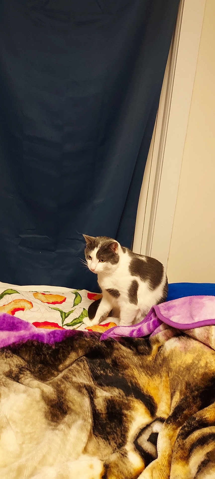 Bootsie