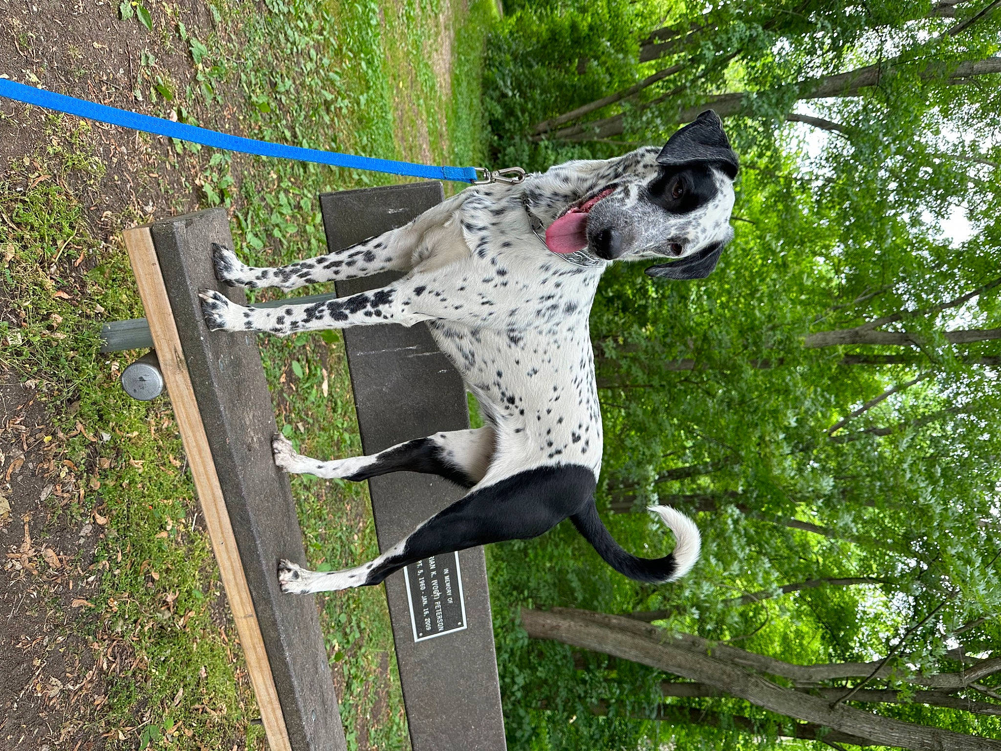 Dixie is registered to the contest to win money with this photo: adventure, art, bicycle_handlebar, bicycle_tire, canidae, collar, dog, dog_breed, grass, leash, metal, plant, pole, recreation, sculpture, sporting_group, tail, terrestrial_animal, tree, working_animal