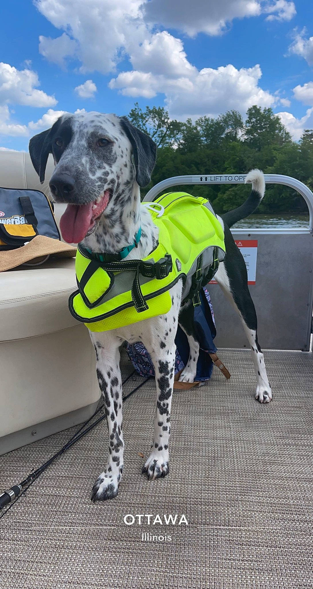 Dixie joined the competition — help win amazing prizes! canidae, carnivore, cloud, collar, companion_dog, dalmatian, dog, dog_breed, dog_collar, dog_supply, fashion_accessory, gun_dog, leash, personal_protective_equipment, pet_supply, recreation, sky, snout, sporting_group, working_animal