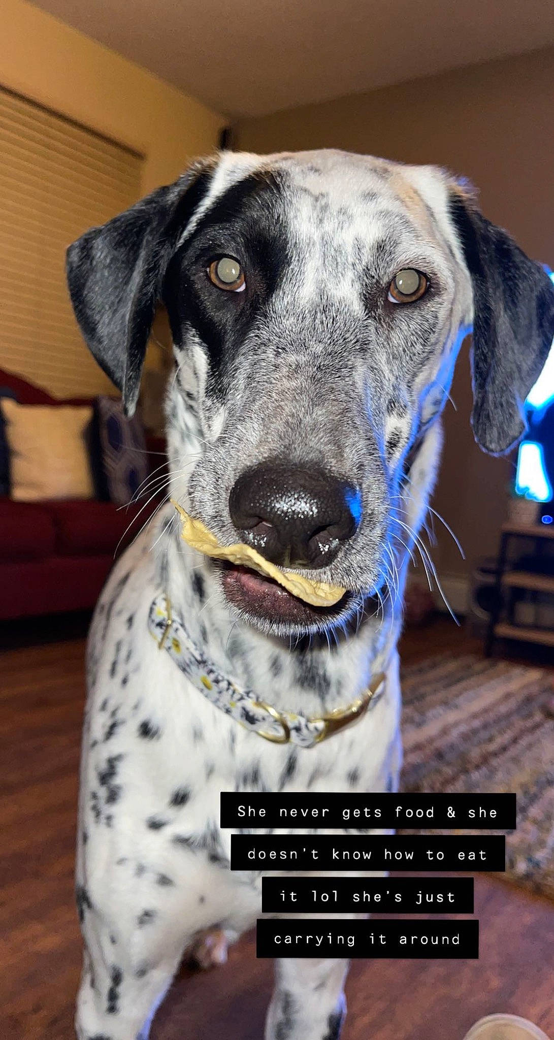 Dixie is registered to the contest to win money with this photo: canidae, carnivore, chair, collar, companion_dog, dog, dog_breed, dog_collar, electric_blue, fur, pattern, photo_caption, snout, sporting_group, terrestrial_animal, whiskers, working_animal, working_dog