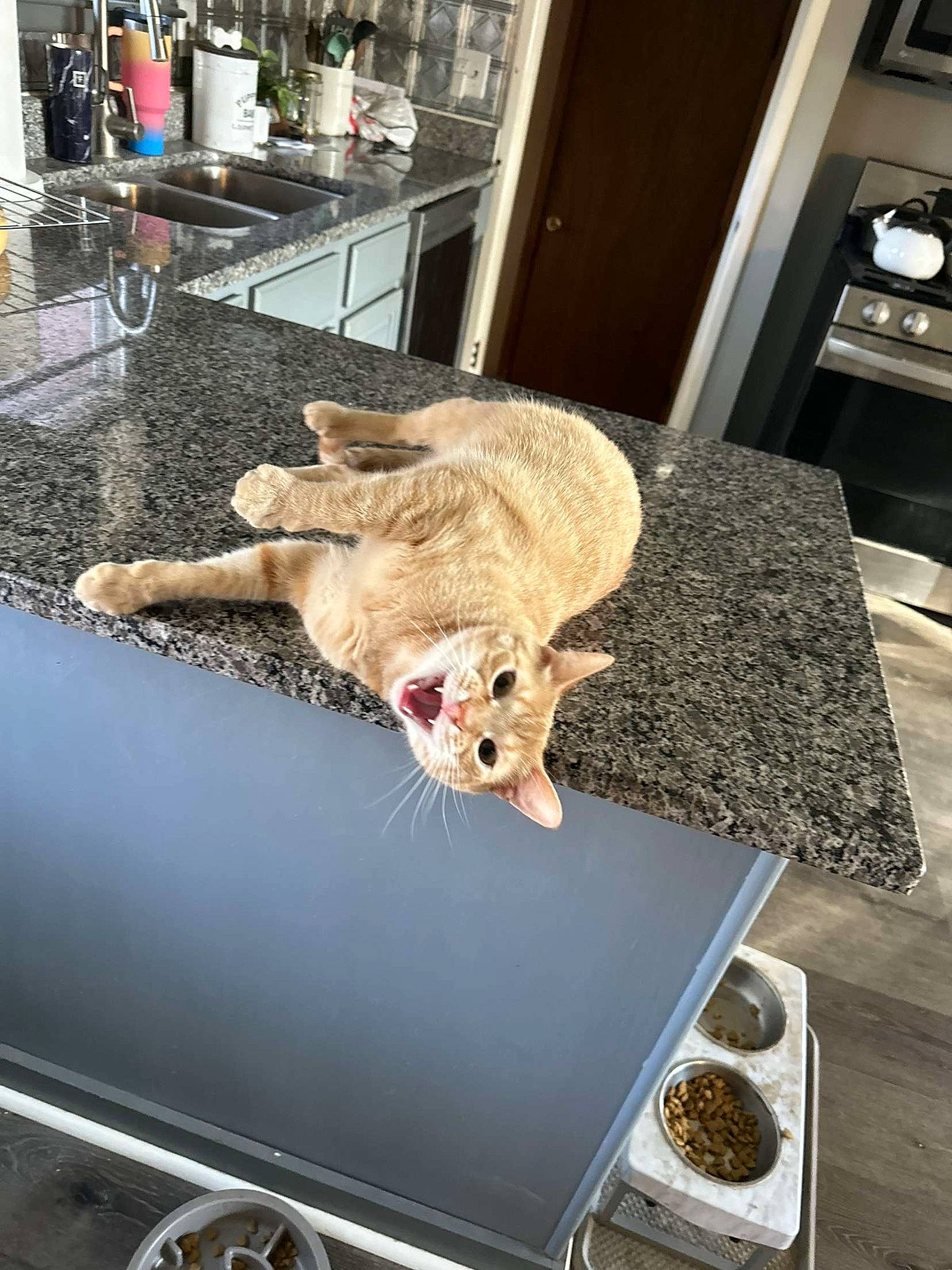 Tito joined the competition — help win amazing prizes! carnivore, chair, companion_dog, couch, dog_breed, fawn, felidae, floor, flooring, fur, furniture, houseplant, room, small_to_medium_sized_cats, table, tableware, tail, textile, whiskers, wood