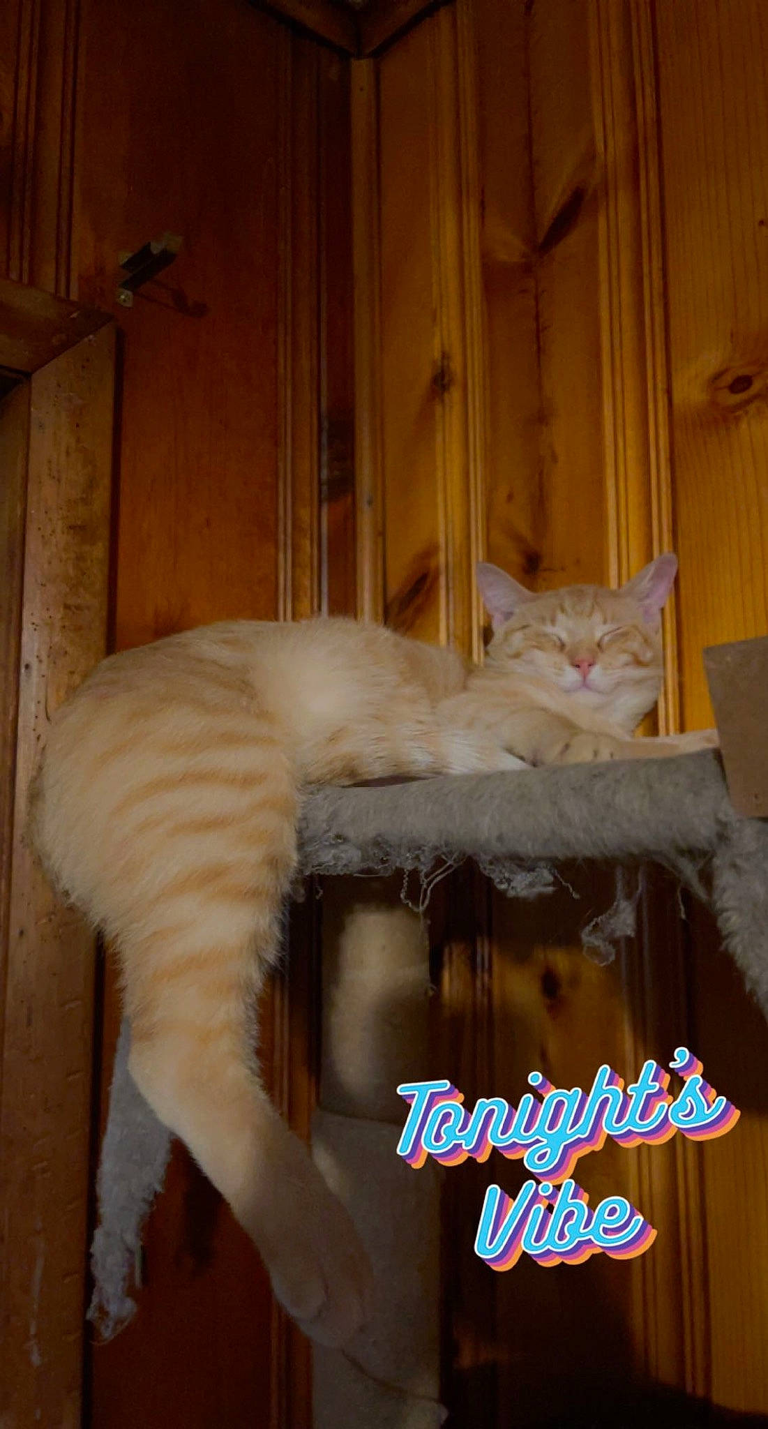 Tito joined the competition — help win amazing prizes! bed, carnivore, cat, cat_supply, chair, comfort, domestic_short_haired_cat, fawn, felidae, flooring, font, fur, hardwood, paw, photo_caption, small_to_medium_sized_cats, tail, whiskers, wood, wood_stain