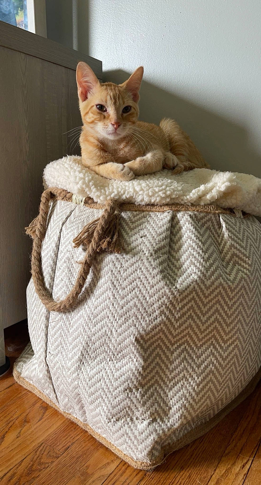 Tito is registered to the contest to win money with this photo: bag, basket, carnivore, cat, cat_supply, comfort, domestic_short_haired_cat, fawn, felidae, flooring, fur, hardwood, linens, luggage_and_bags, sitting, small_to_medium_sized_cats, tail, whiskers, wicker, wood