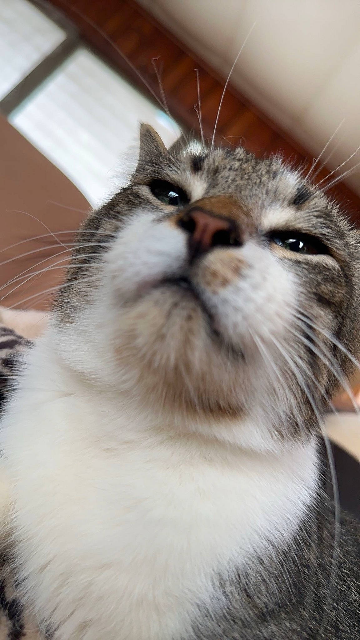 Marvin joined the competition — help win amazing prizes! carnivore, cat, claw, domestic_short_haired_cat, door, eye, fang, fawn, felidae, fur, plant, small_to_medium_sized_cats, snout, terrestrial_animal, whiskers, wildlife, window