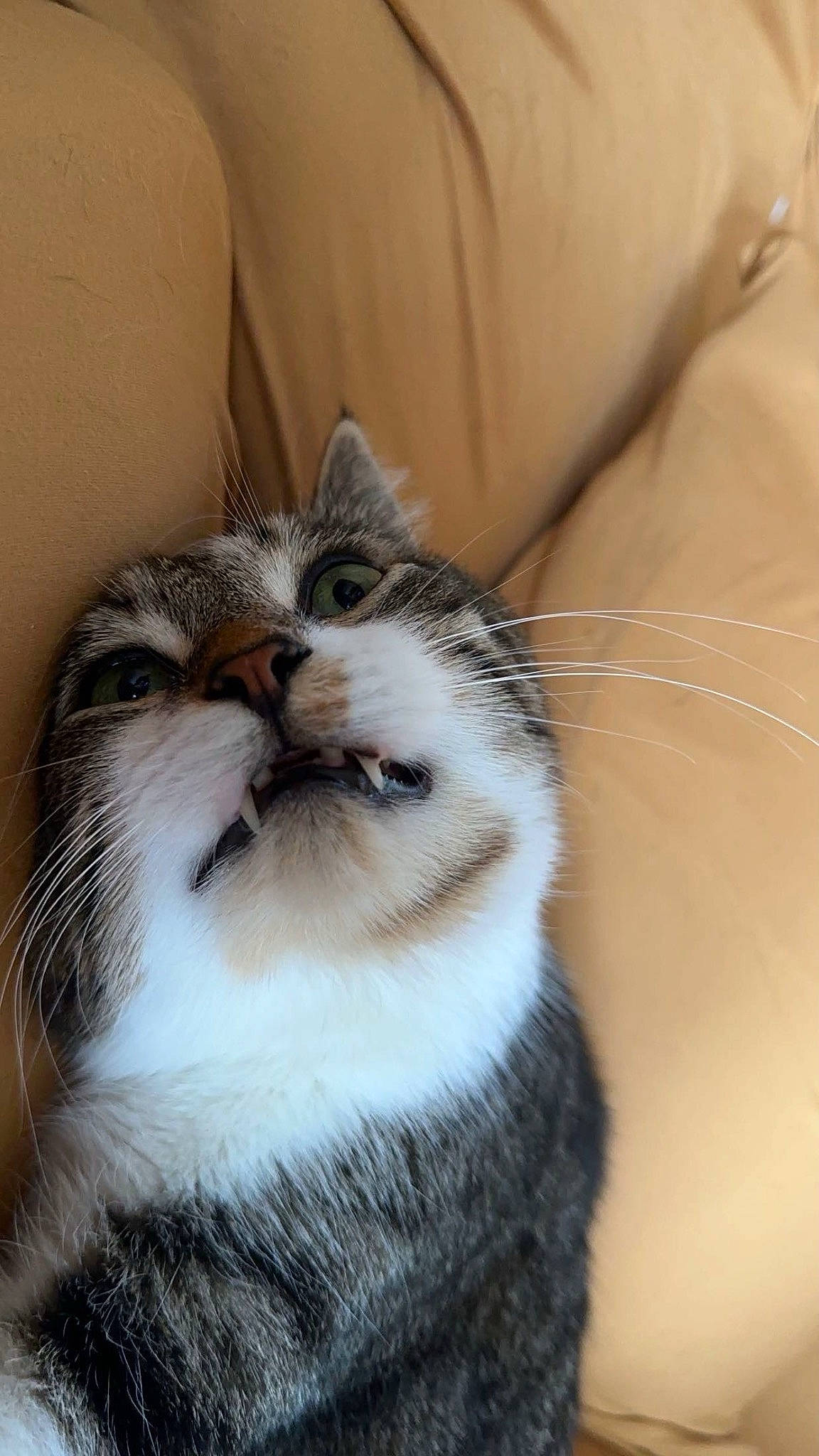 Marvin joined the competition — help win amazing prizes! carnivore, cat, claw, domestic_short_haired_cat, door, eyelash, face, felidae, fur, head, macro_photography, paw, plant, small_to_medium_sized_cats, snout, terrestrial_animal, whiskers, wildlife, window, wood