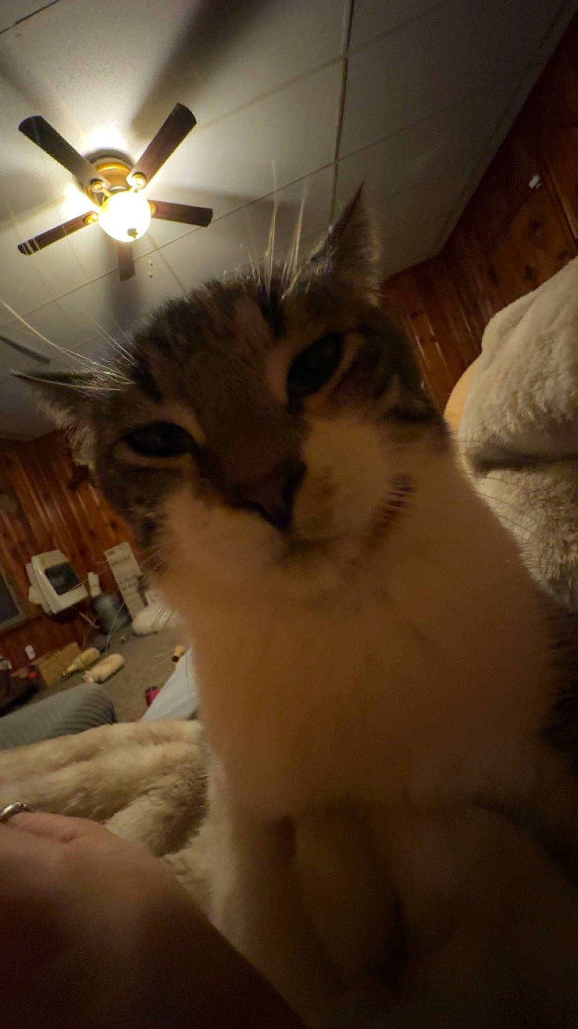 Marvin is registered to the contest to win money with this photo: carnivore, cat, ceiling, ceiling_fan, domestic_short_haired_cat, door, felidae, flooring, fur, light_fixture, mechanical_fan, paw, small_to_medium_sized_cats, snout, tail, whiskers, window, wood