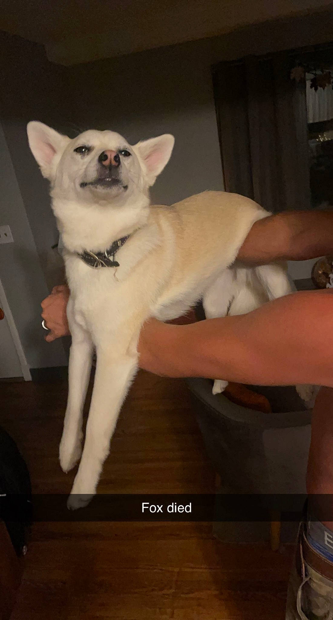 Aarow joined the competition — help win amazing prizes! canidae, carnivore, companion_dog, dog, dog_breed, fawn, felidae, flooring, fur, human_leg, paw, small_to_medium_sized_cats, snout, sporting_group, tail, terrestrial_animal, thigh, toy_dog, whiskers, working_animal