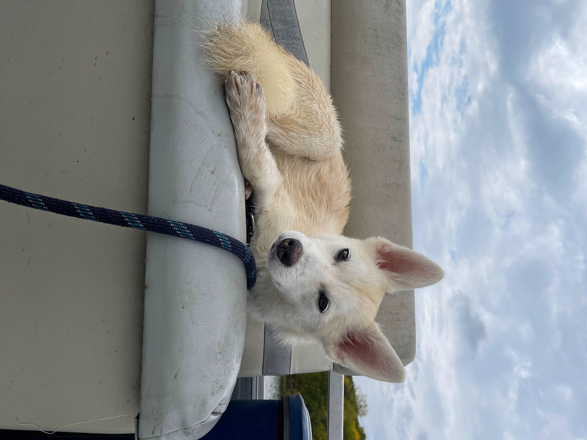 Aarow is registered to the contest to win money with this photo: canidae, carnivore, cloud, collar, companion_dog, dog, dog_breed, eye, fawn, fur, pet_supply, sky, snout, sporting_group, tail, wildlife, window, wing, winter, wood