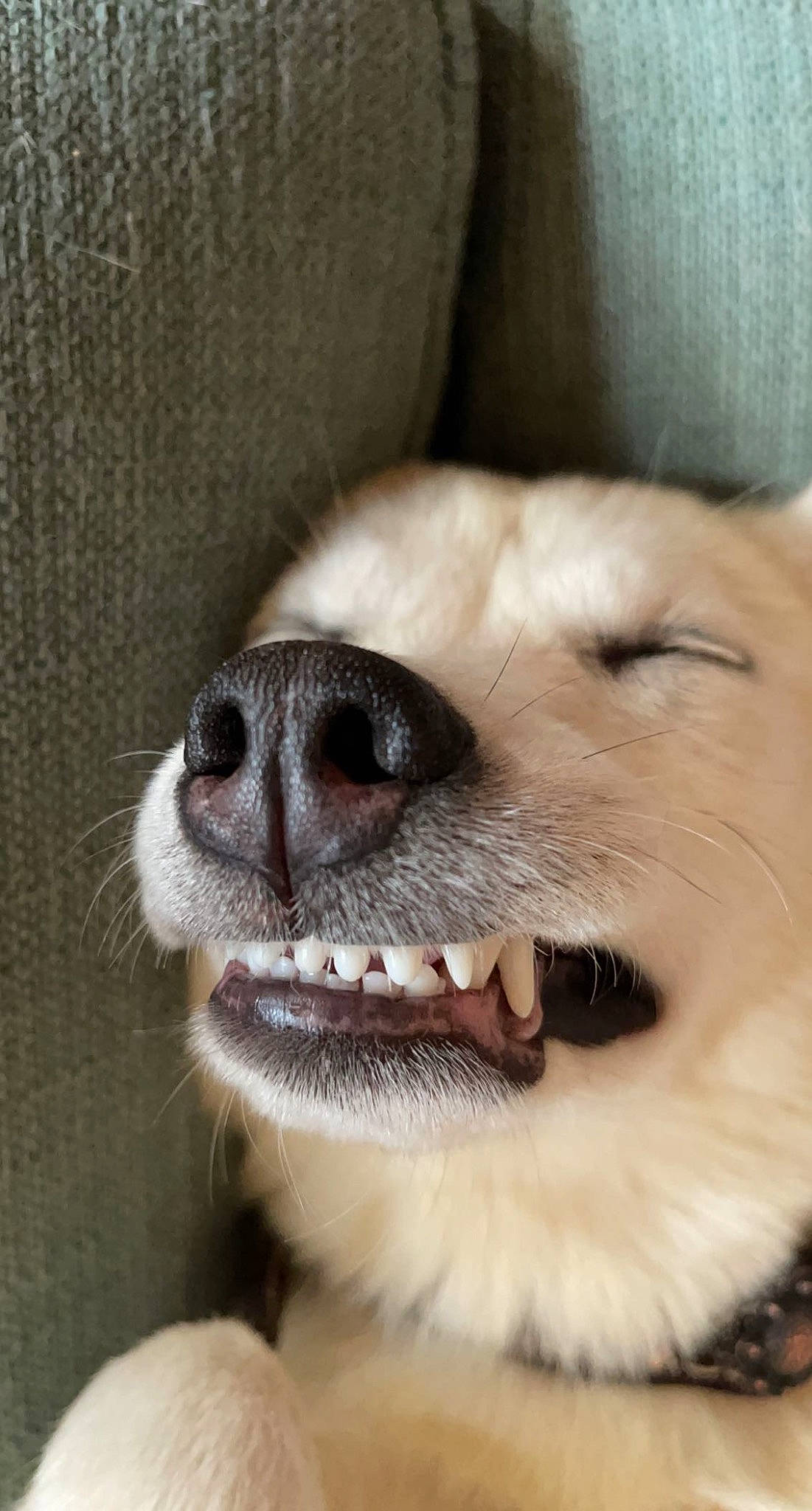 Aarow joined the competition — help win amazing prizes! carnivore, close_up, collar, companion_dog, dog, dog_breed, ear, eye, eyelash, fang, fawn, head, iris, jaw, pet_supply, snout, sporting_group, terrestrial_animal, whiskers, working_animal