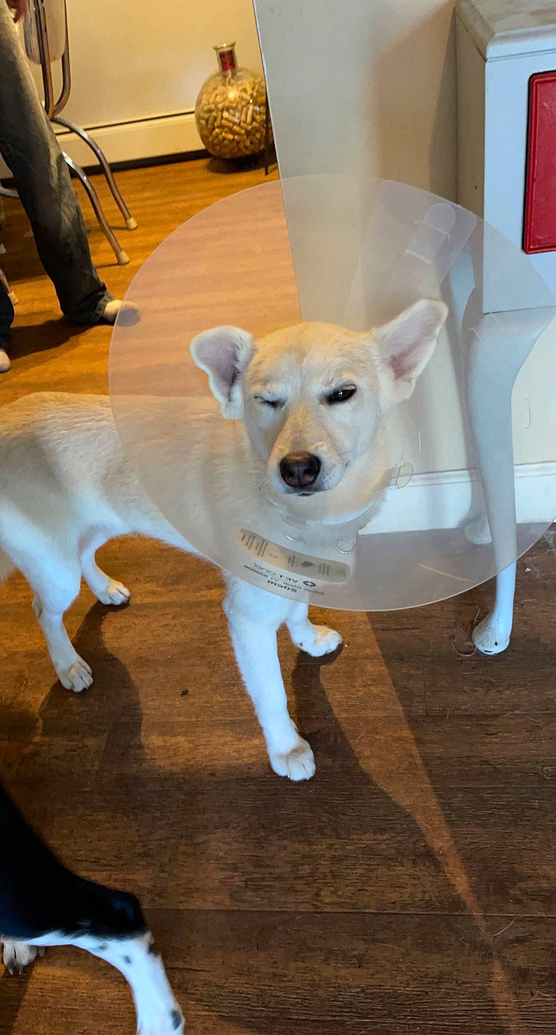 Aarow joined the competition — help win amazing prizes! canidae, carnivore, chair, collar, companion_dog, dog, dog_breed, fawn, floor, flooring, fur, furniture, hardwood, snout, sporting_group, table, tail, wood, wood_flooring, working_animal