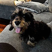 Charlie is registered to the contest to win money with this photo: dog, tongue_out, happy, pet, couch, indoor, fur, black, tan, animal, paw, snout, ears, cozy, living_room, pillow, wood_floor, cute, companion, relaxed