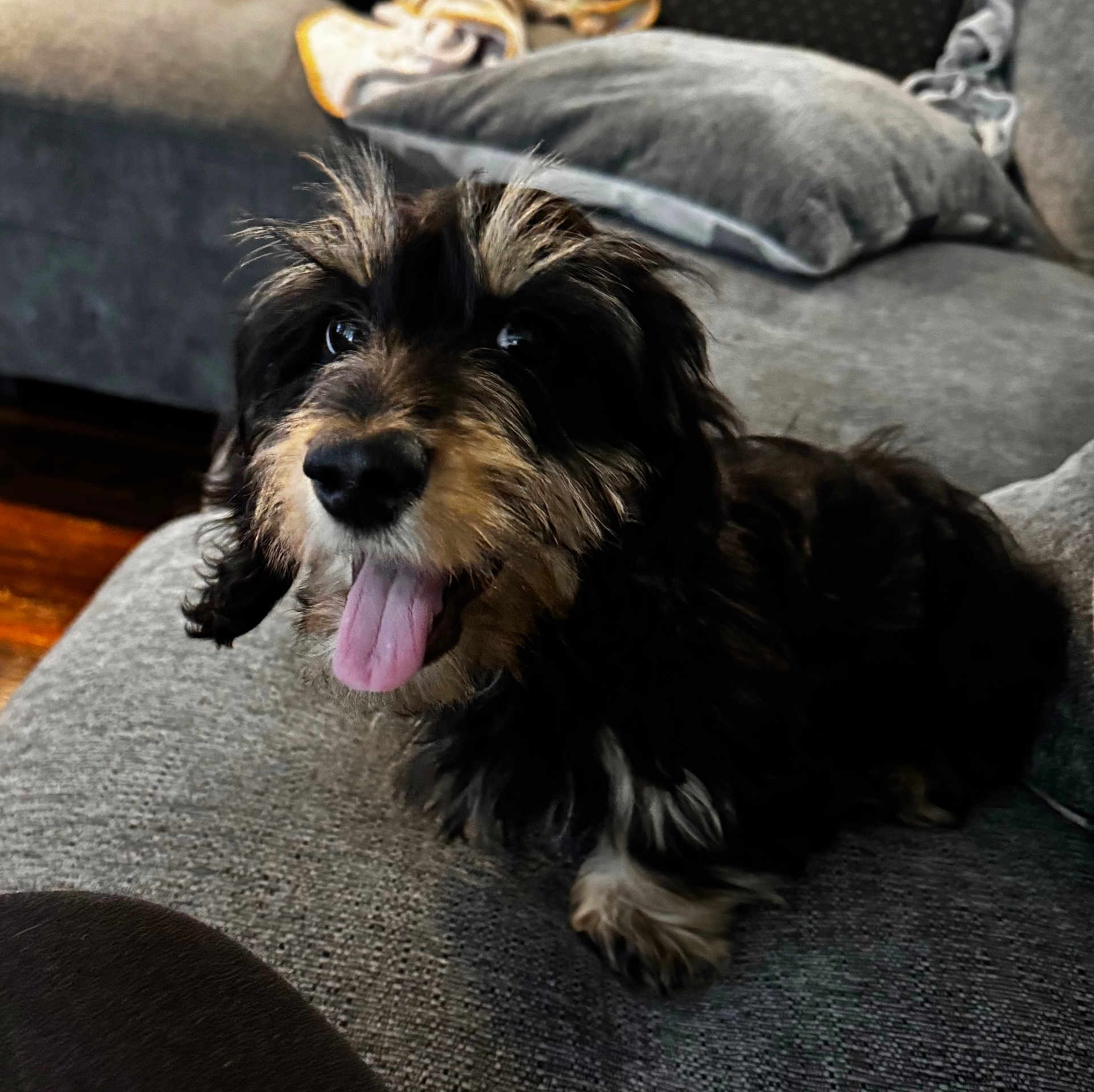 Charlie is registered to the contest to win money with this photo: dog, tongue_out, happy, pet, couch, indoor, fur, black, tan, animal, paw, snout, ears, cozy, living_room, pillow, wood_floor, cute, companion, relaxed