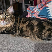 Oreo joined the competition — help win amazing prizes! blanket, cat, couch, cozy, domestic_animal, ears, feline, furniture, home, indoor, living_room, long_fur, lying_down, pet, relaxed, striped_fur, tabby_cat, tail, whiskers, yellow_eyes