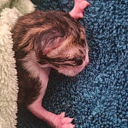 Moon participe au concours pour gagner de l'argent avec cette photo : newborn, kitten, cat, paw, fur, sleeping, cute, animal, pet, texture, blanket, soft, small, pink_paw, closeup, cozy, fleece, resting, young, delicate