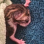 animal, blanket, cat, closeup, cozy, cute, delicate, fleece, fur, kitten, newborn, paw, pet, pink_paw, resting, sleeping, small, soft, texture, young