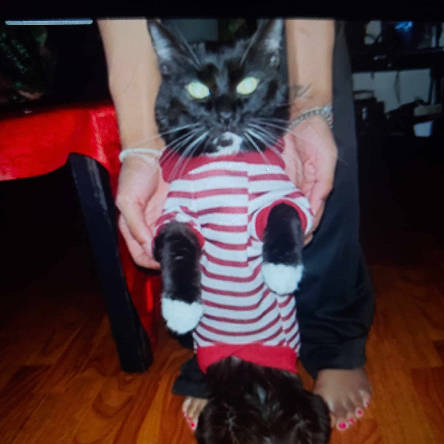 Yosai joined the competition — help win amazing prizes! animal, bare_feet, black_and_white, cat, chair, clothing, cute, domestic, flash_reflection, furniture, hands, holding, indoor, person, pet, red_nail_polish, standing, striped_clothing, table, wooden_floor