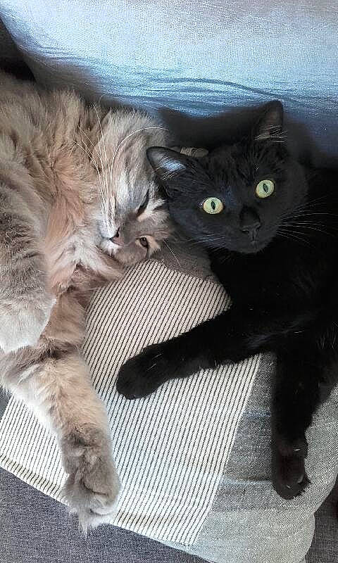 Zoe participe au concours pour gagner de l'argent avec cette photo : black_cat, carnivore, cat, claw, comfort, domestic_short_haired_cat, felidae, foot, fur, grey, paw, small_to_medium_sized_cats, snout, tail, terrestrial_animal, whiskers