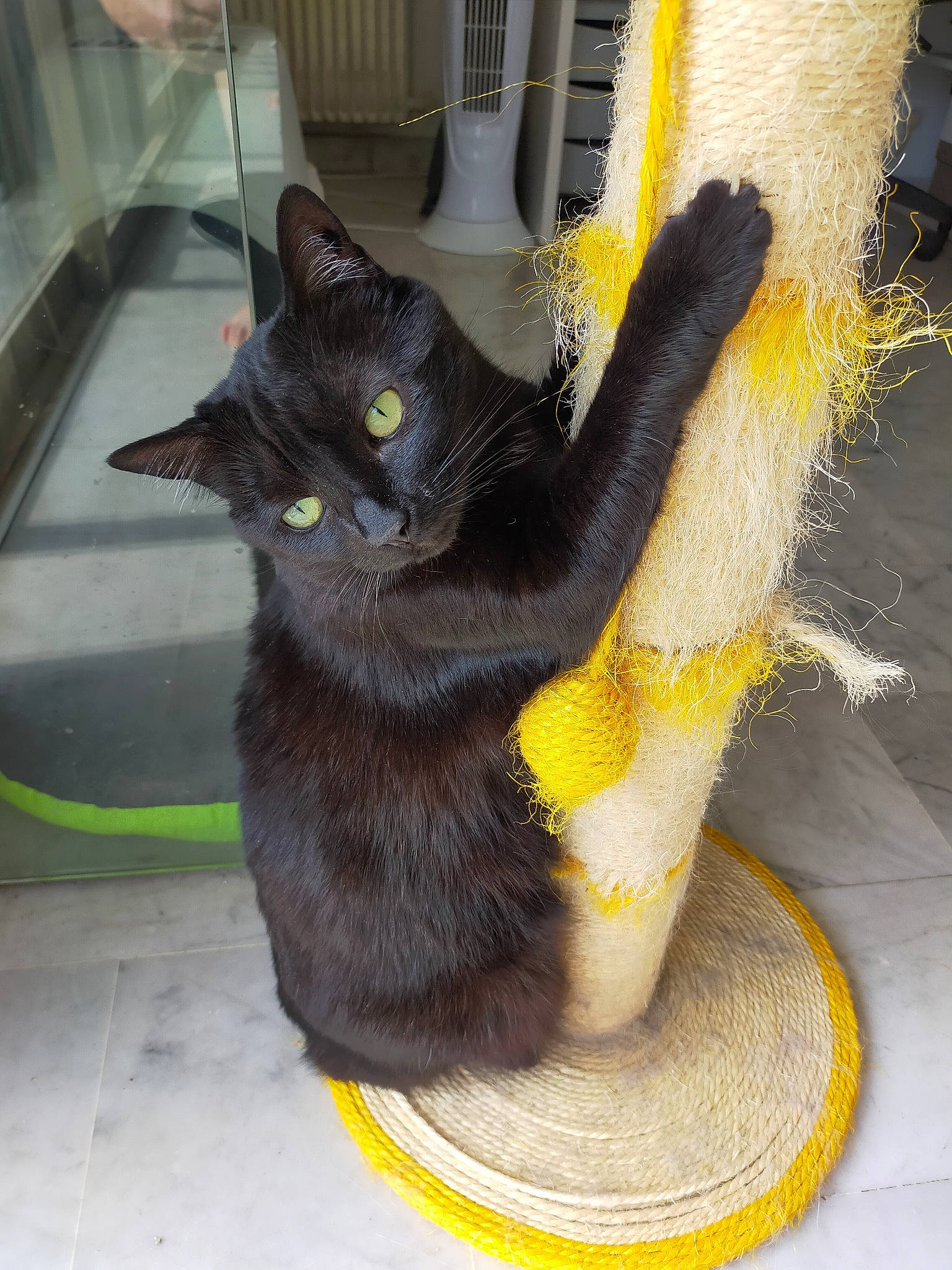 Zoe participe au concours pour gagner de l'argent avec cette photo : black_cat, bombay, carnivore, cat, cat_supply, claw, domestic_short_haired_cat, felidae, flooring, foot, fur, grey, mammal, paw, small_to_medium_sized_cats, snout, tail, whiskers, window, yellow