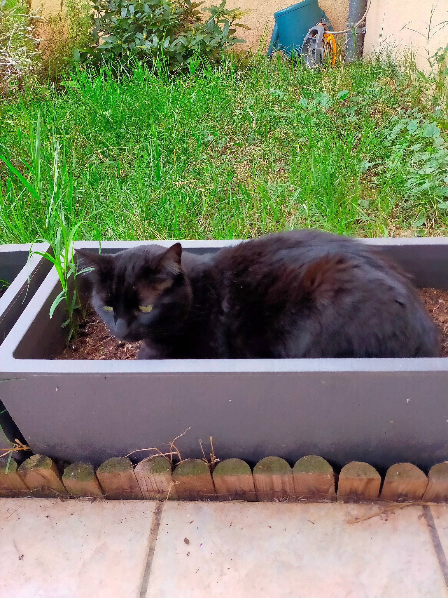 Zoe a rejoint le concours — aidez-le/la à gagner de superbes lots ! bench, black_cat, carnivore, cat, cat_supply, domestic_short_haired_cat, felidae, fur, grass, groundcover, outdoor_furniture, plant, rectangle, sitting, small_to_medium_sized_cats, tail, terrestrial_animal, whiskers, window, wood