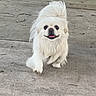 dog, white_dog, small_dog, walking, outdoor, park, path, concrete, greenery, trees, happy, tongue_out, fluffy, tail_up, daytime, nature, pet, canine, smiling, animal