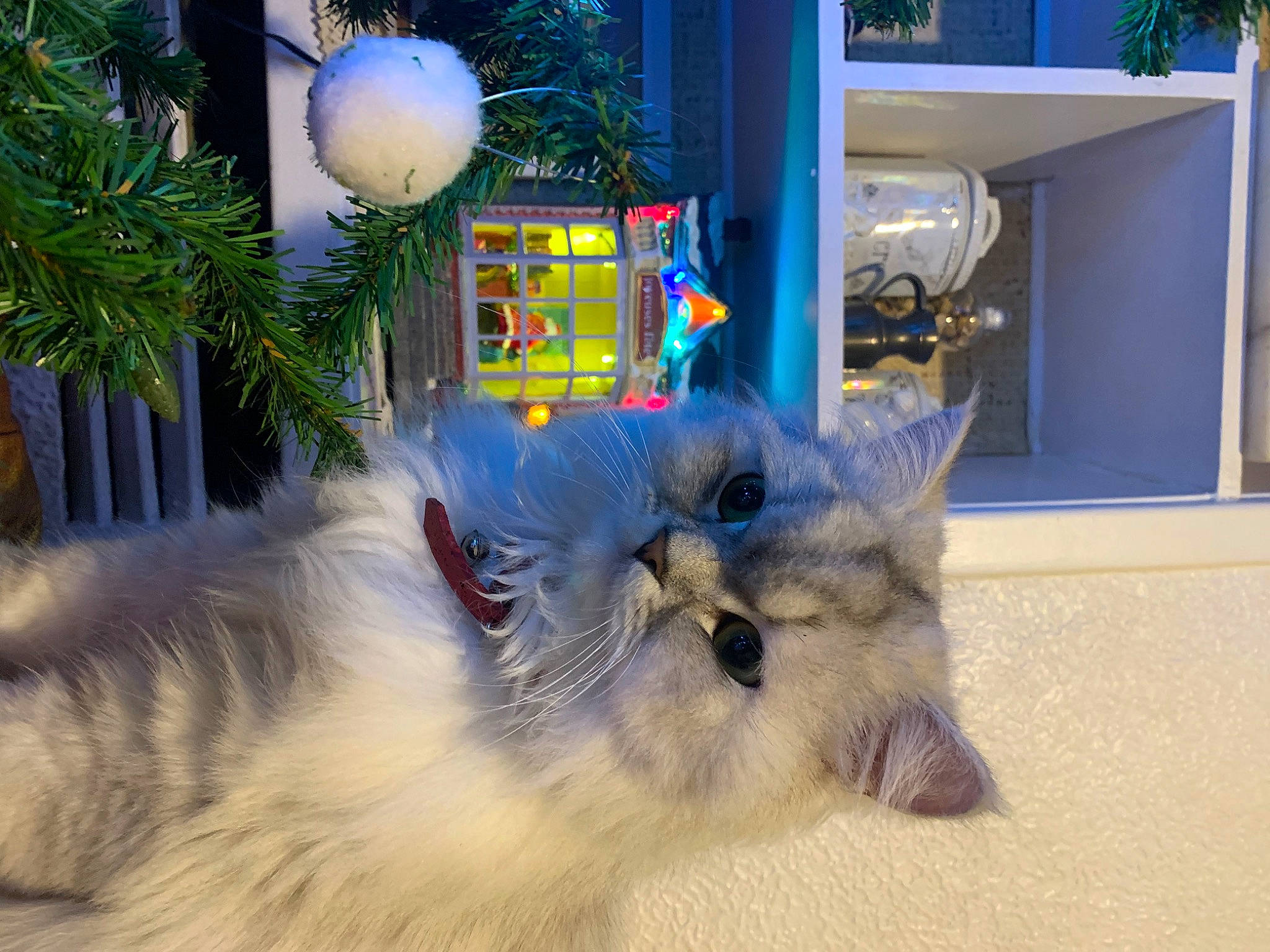 Raven a rejoint le concours — aidez-le/la à gagner de superbes lots ! art, carnivore, cat, christmas_ornament, christmas_tree, conifer, event, fawn, felidae, fur, holiday, ornament, paw, plant, ragdoll, room, small_to_medium_sized_cats, tail, whiskers, window