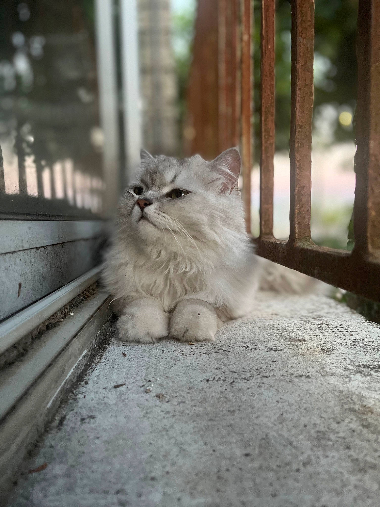 Raven a rejoint le concours — aidez-le/la à gagner de superbes lots ! carnivore, cat, fawn, felidae, flooring, fur, grass, grey, hardwood, paw, plant, road_surface, small_to_medium_sized_cats, snout, tail, tints_and_shades, tree, whiskers, window, wood