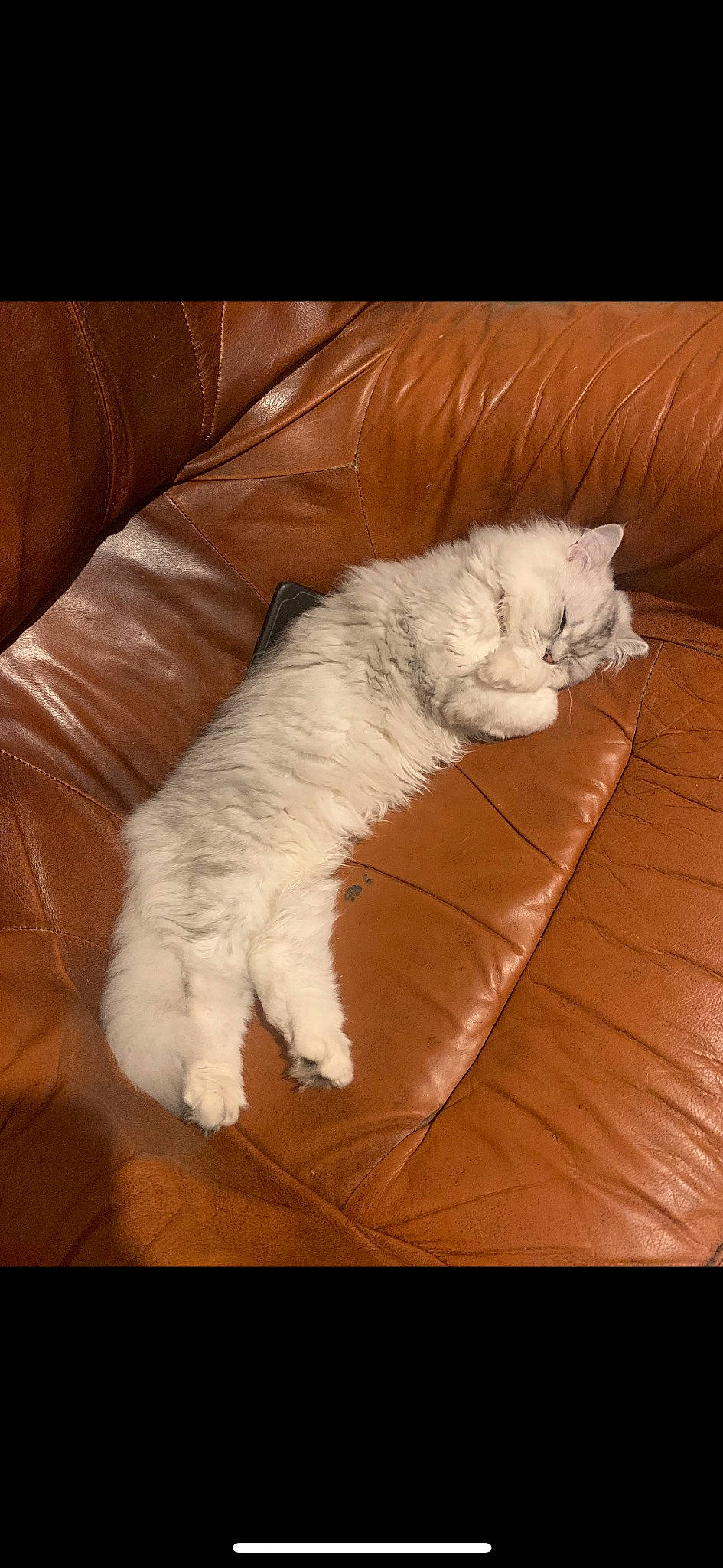 Raven a rejoint le concours — aidez-le/la à gagner de superbes lots ! carnivore, cat, chair, claw, comfort, domestic_short_haired_cat, fawn, felidae, flooring, foot, fur, grey, hardwood, linens, paw, small_to_medium_sized_cats, snout, tail, whiskers, wood