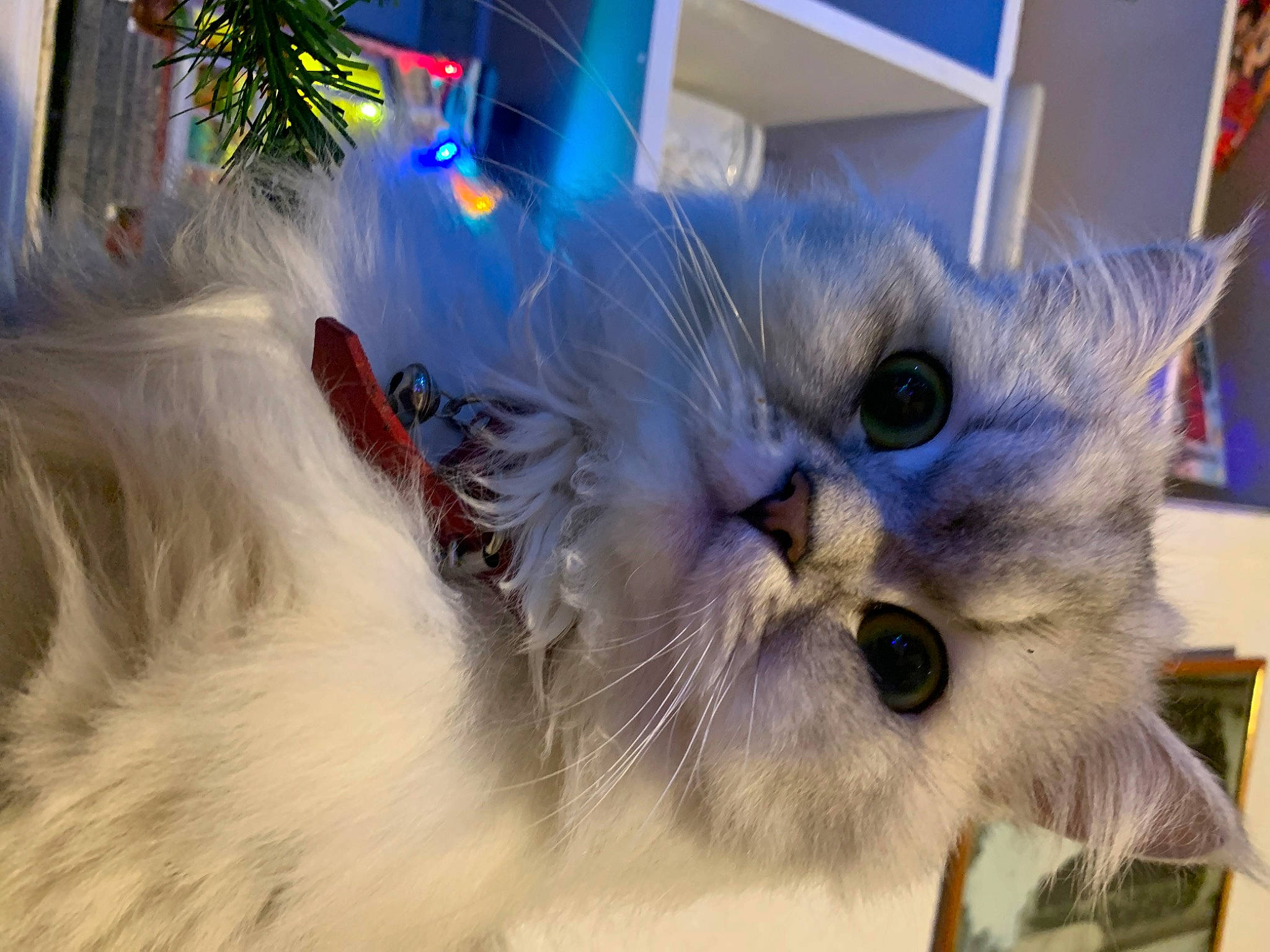 Raven participe au concours pour gagner de l'argent avec cette photo : carnivore, cat, electric_blue, event, fawn, felidae, fur, paw, plant, ragdoll, small_to_medium_sized_cats, snout, tail, tree, whiskers