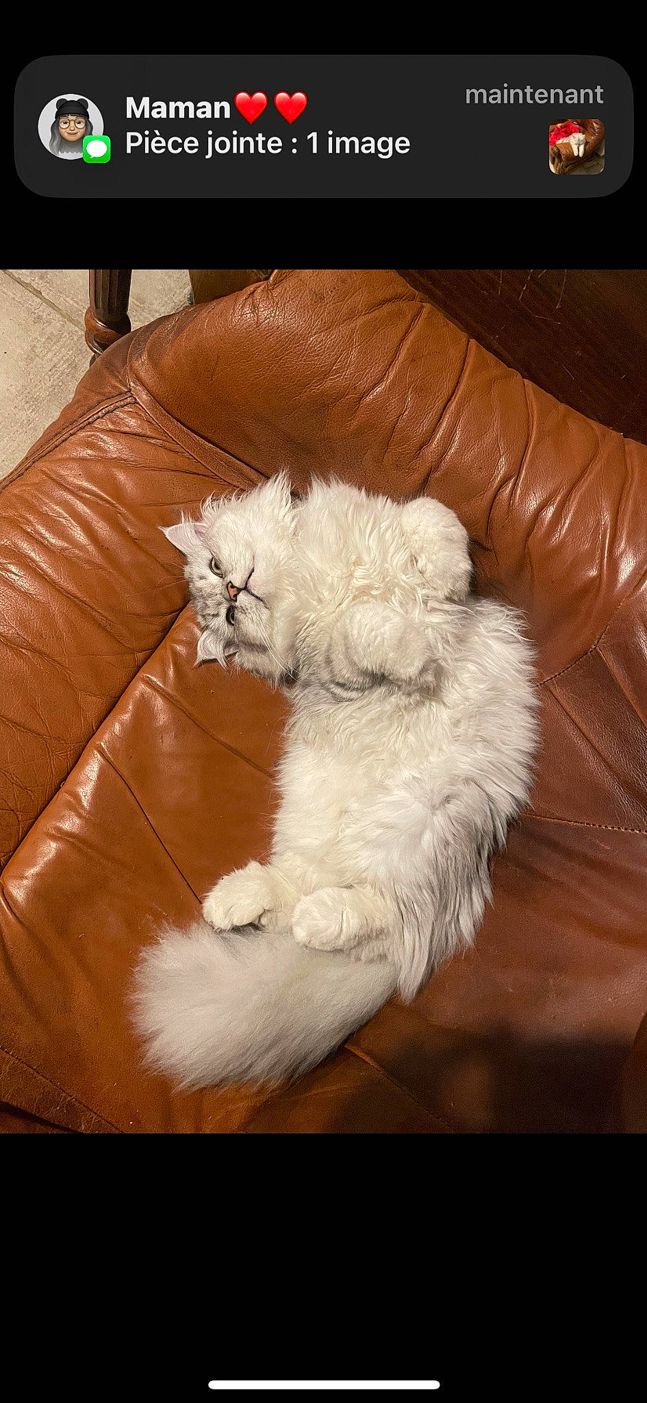 Raven participe au concours pour gagner de l'argent avec cette photo : carnivore, cat, claw, comfort, companion_dog, couch, dog_breed, felidae, flooring, fur, furniture, hardwood, nap, paw, room, selkirk_rex, small_to_medium_sized_cats, tail, whiskers, wood