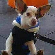 Jaspers is registered to the contest to win money with this photo: ancient_dog_breeds, bicycle, canidae, carnivore, collar, companion_dog, corgi_chihuahua, dog, dog_breed, dog_supply, ear, event, fawn, fur, non_sporting_group, snout, sporting_group, toy_dog, whiskers, working_animal