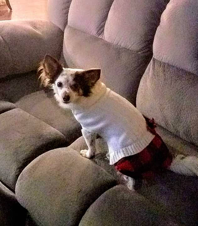 Jaspers joined the competition — help win amazing prizes! canidae, carnivore, chair, comfort, companion_dog, couch, dog, dog_breed, dog_supply, fawn, furniture, linens, pillow, small_terrier, sporting_group, square, throw_pillow, tints_and_shades, toy_dog, working_animal