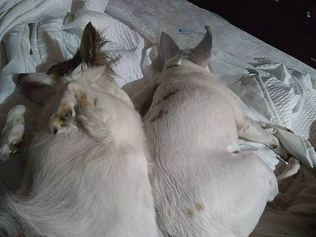 Jaspers joined the competition — help win amazing prizes! canidae, carnivore, comfort, companion_dog, dog, dog_breed, fawn, felidae, fur, grey, nap, paw, sleep, small_to_medium_sized_cats, snout, sporting_group, tail, terrestrial_animal, whiskers, wildlife