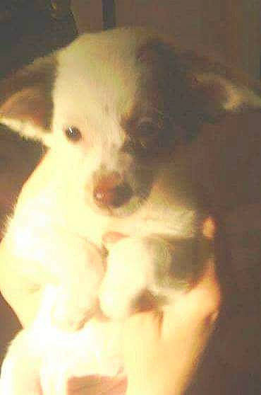 Jaspers is registered to the contest to win money with this photo: bored, canidae, carnivore, companion_dog, corgi_chihuahua, dog, dog_breed, ear, fawn, fur, no_expression, non_sporting_group, paw, puppy, snout, sporting_group, terrestrial_animal, toy_dog, whiskers, working_animal