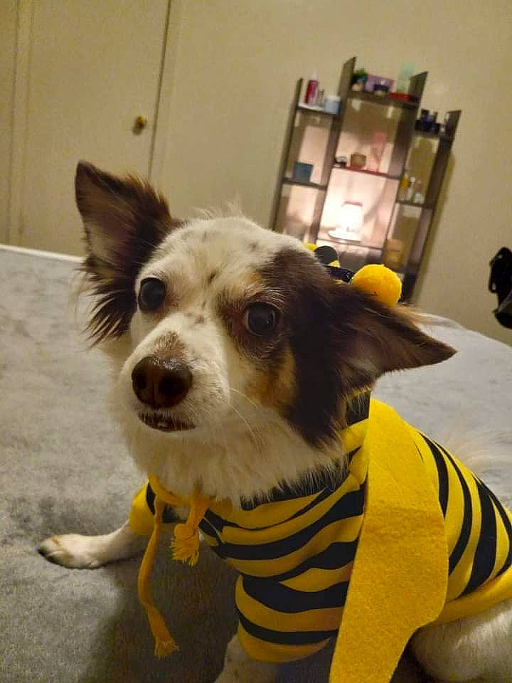 Jaspers is registered to the contest to win money with this photo: canidae, carnivore, collar, companion_dog, dog, dog_breed, dog_clothes, dog_supply, fashion_accessory, fawn, flooring, fur, personal_protective_equipment, picture_frame, shelf, snout, sporting_group, whiskers, working_animal, working_dog