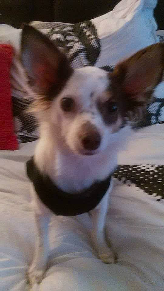 Jaspers joined the competition — help win amazing prizes! canidae, carnivore, companion_dog, dog, dog_breed, dog_supply, ear, fawn, fur, head, non_sporting_group, snout, sporting_group, whiskers