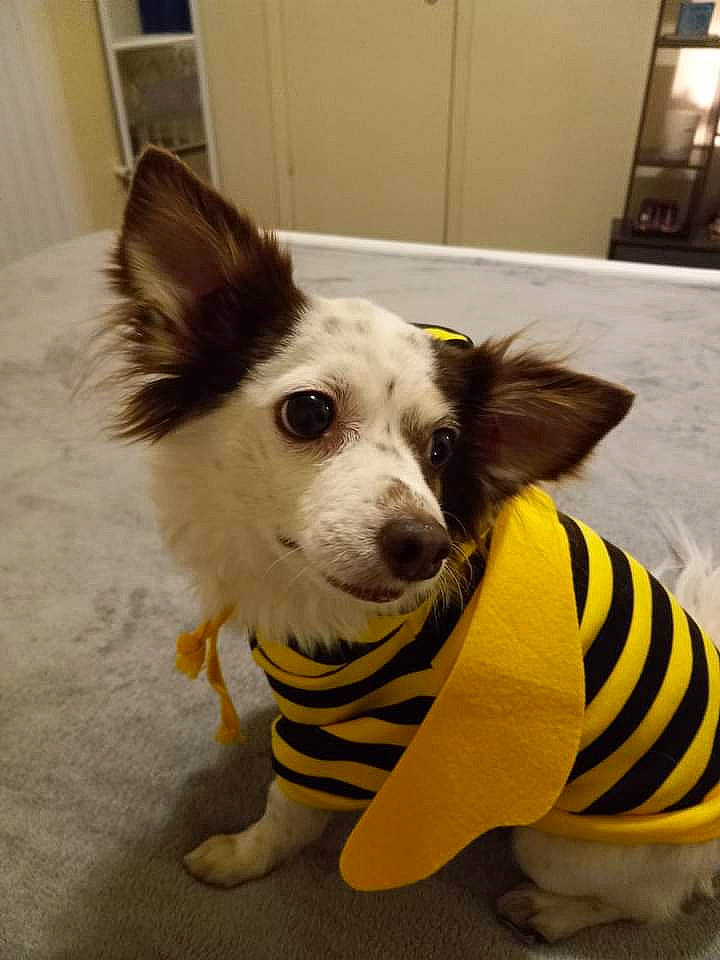 Jaspers joined the competition — help win amazing prizes! canidae, carnivore, companion_dog, dog, dog_breed, dog_clothes, dog_supply, fawn, flooring, fur, papillon, paw, russkiy_toy, snout, sporting_group, tail, terrestrial_animal, toy_dog, whiskers, working_animal