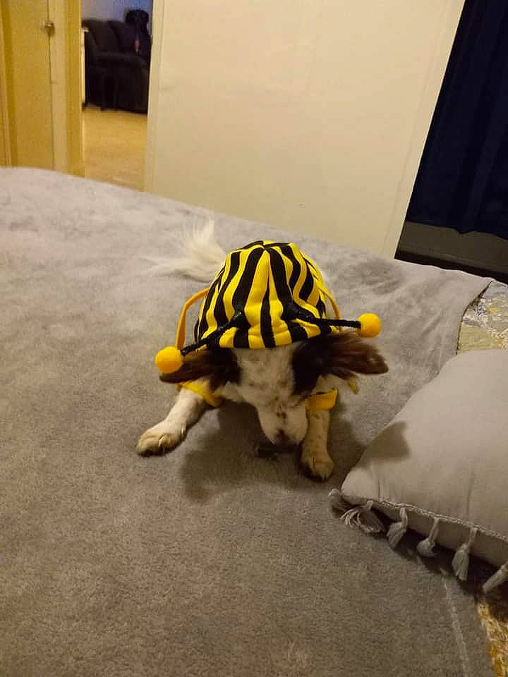 Jaspers joined the competition — help win amazing prizes! companion_dog, dog_breed, fawn, floor, flooring, fur, grey, hardwood, helicopter_rotor, personal_protective_equipment, reptile, room, snout, tail, terrestrial_animal, tortoise, toy, turtle