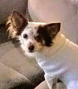 Jaspers joined the competition — help win amazing prizes! canidae, carnivore, companion_dog, dog, dog_breed, fur, non_sporting_group, square, terrestrial_animal, whiskers, working_animal